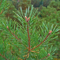 1Kg Pinus Sylvestris