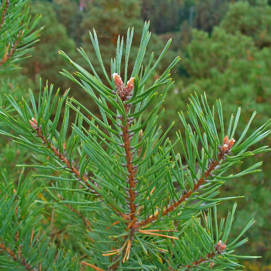 1Kg Pinus Sylvestris