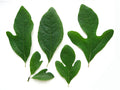 1Kg  Sassafras Officinale
