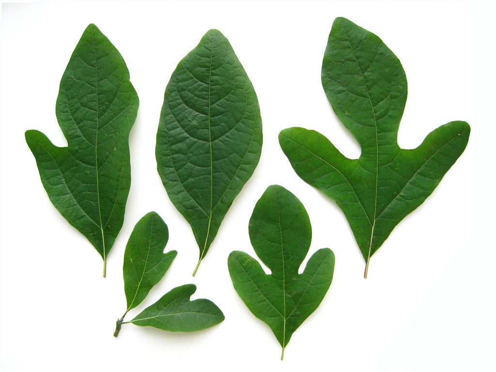 1Kg  Sassafras Officinale