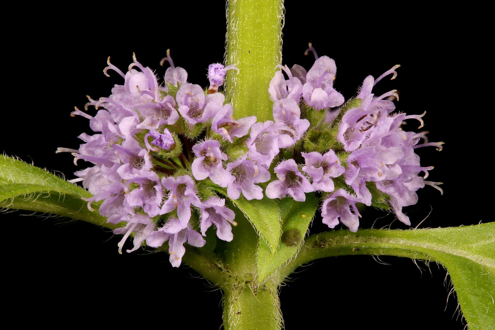 1Kg Mentha Argentina