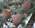 1Kg Cedrus Atlantica