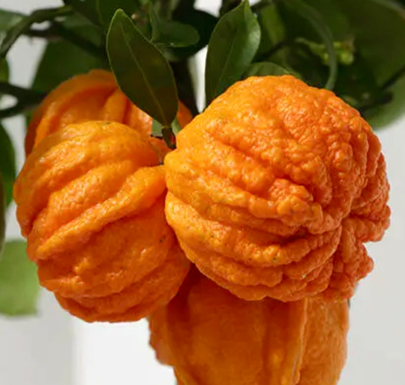1Kg Citrus  Aurantium