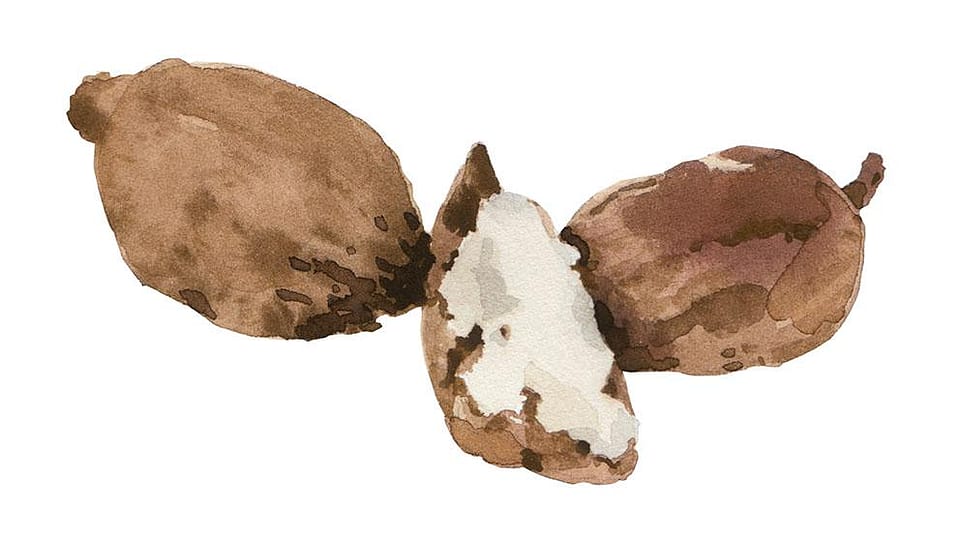 Butyrospermum  Parkii