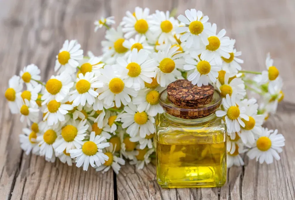 10Kg Chamomile HG Extract  10%