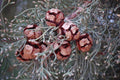 1Kg Cupressus Sempervirens