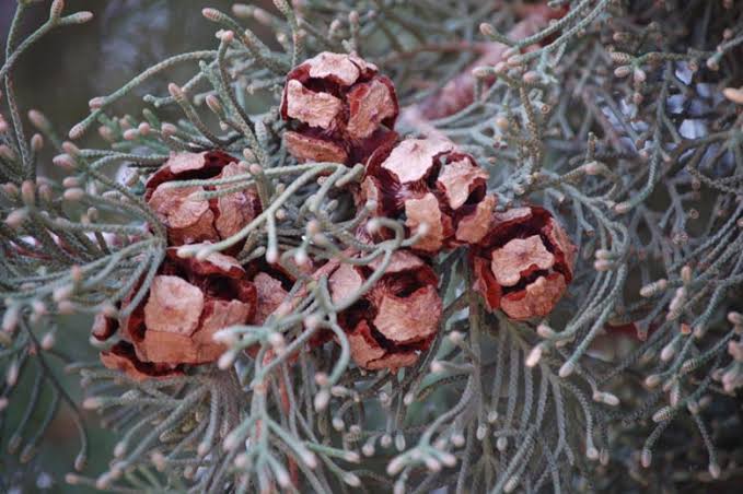 1Kg Cupressus Sempervirens