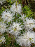 1Kg  Melaleuca Alternafolia