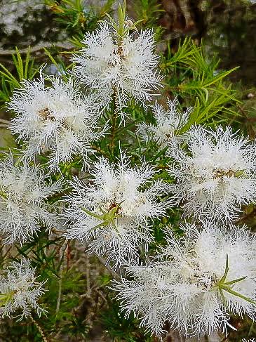 1Kg  Melaleuca Alternafolia