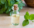 1Kg Marjoram Oil